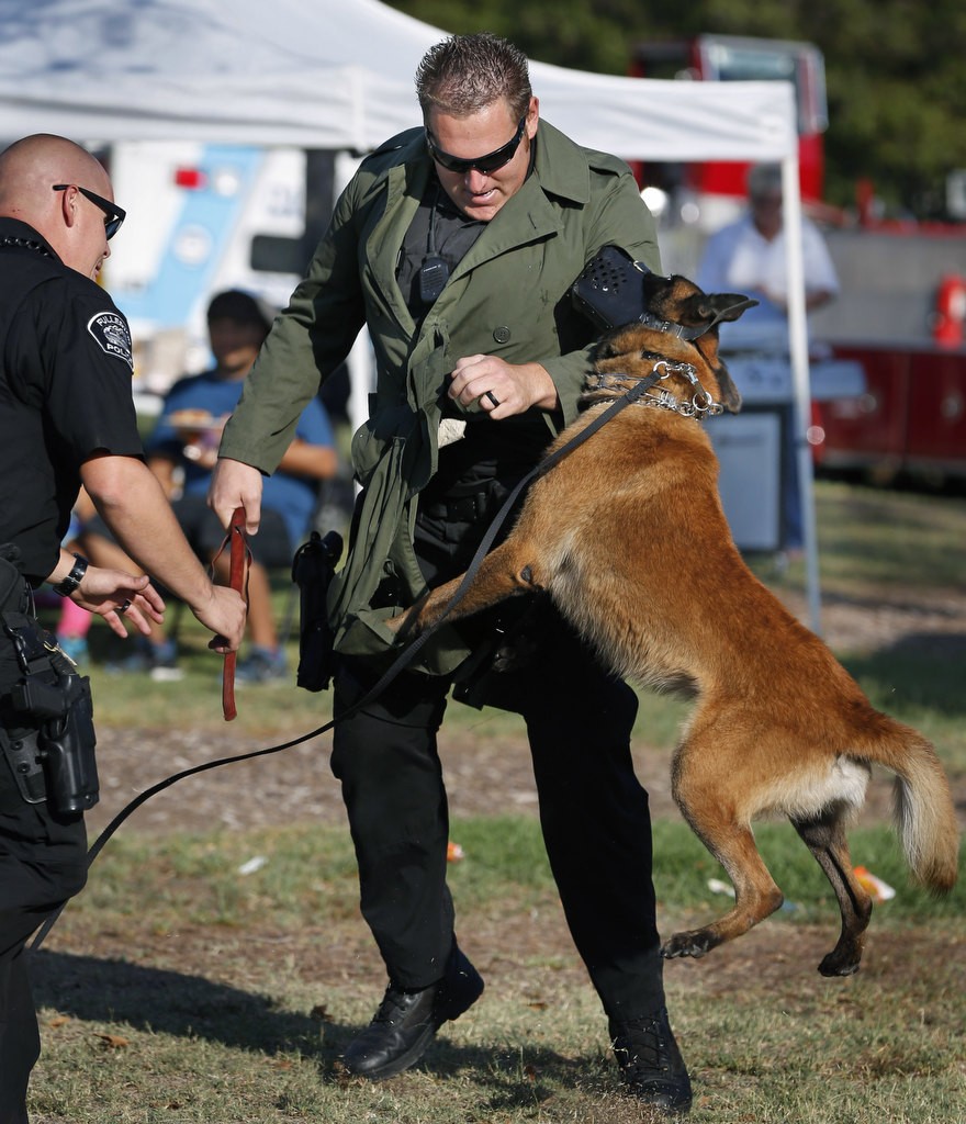 Fullerton PD's K-9 Rotar attacks Corp. Jonathan Miller in a demonstration during National Night out at Independence Park. Roar is the K-9 partner of Jonathan Ferrell, left. Photo by Christine Cotter