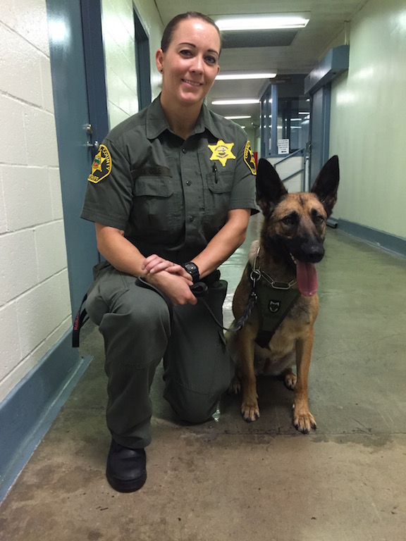 OCSD K9 Mercy is ready to take on his new gig: scouring Men's Central Jail for drugs and cell phones. Mercy is part of a a long list of changes and added security measures OCSD has announced to harden CMJ. 