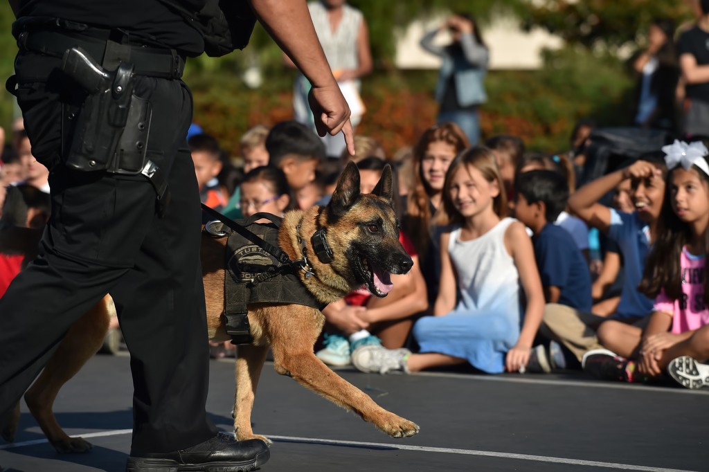 Tustin PD Officer Rene Barraza walks his K-9 partner, Bravo, past the students from Peters Canyon Elementary in Tustin as he demonstrates Bravo’s training during a school assembly. Photo by Steven Georges/Behind the Badge OC