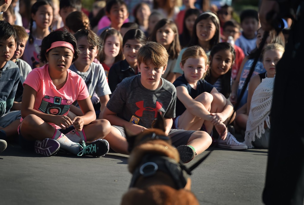 Students from Peters Canyon Elementary are mesmerized by Bravo, a Tustin police dog, during a school assembly. Photo by Steven Georges/Behind the Badge OC