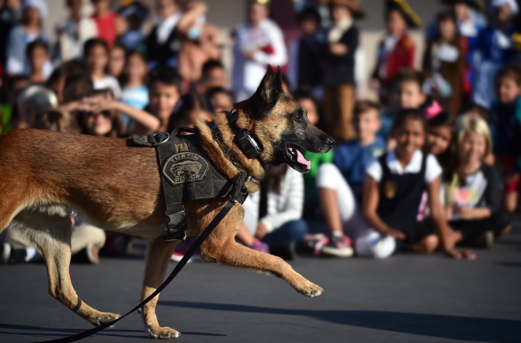 Bravo, a Tustin police dog, demonstrates his ability to act on commands from Officer Rene Barraza as walks by the students from Peters Canyon Elementary in Tustin during a school assembly. Photo by Steven Georges/Behind the Badge OC