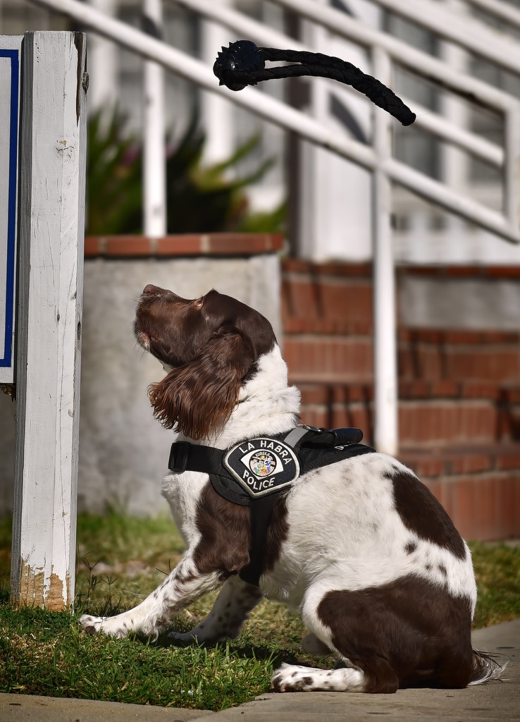 Bobby, a 4-year-old drug dog with the La Habra PD, gets his reward toy after finding the hidden drugs during a demonstration for La Habra PD’s open house. Photo by Steven Georges/Behind the Badge OC