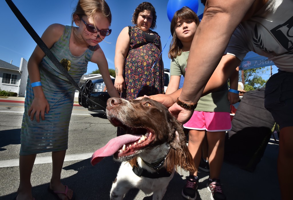 Kids come up to pet Bobby, a 4-year-old English Springer Spaniel drug dog with the La Habra PD at the end of his demonstration for La Habra PD’s open house. Photo by Steven Georges/Behind the Badge OC