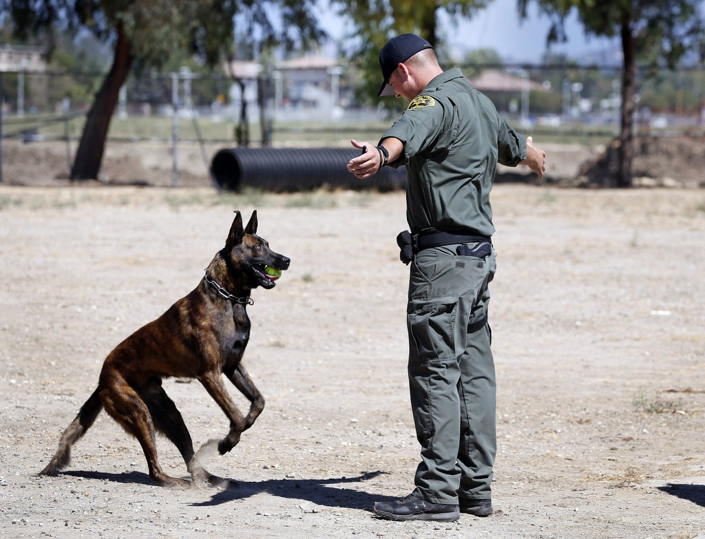 Arco, a Dutch Shepherd brings the ball back to OC Sheriff's Deputy Kyle Sheek during a demonstration at the OCSD Career Fair. Photo by Christine Cotter