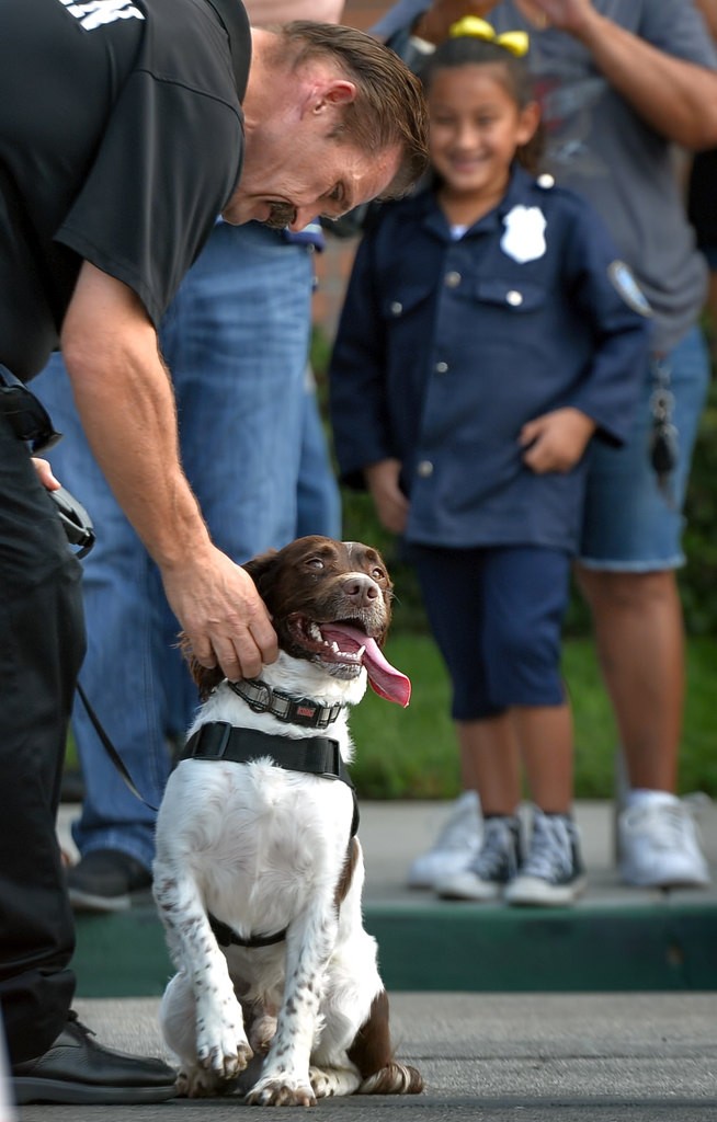 La Habra PD Chaplain Mike Murphy shows the public gathered for La Habra PDÕs open house Bobby, a 3-year-old English Springer Spaniel who serves as LHPDÕs drug sniffing police dog, during a K-9 demonstration. Photo by Steven Georges/Behind the Badge OC
