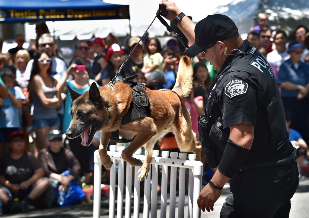 Tustin PD Officer Rene Barraza takes his K-9 partner, Bravo, over an obstacle course during a demonstration for the 20th Annual Tustin Police Open House. Photo by Steven Georges/Behind the Badge OC