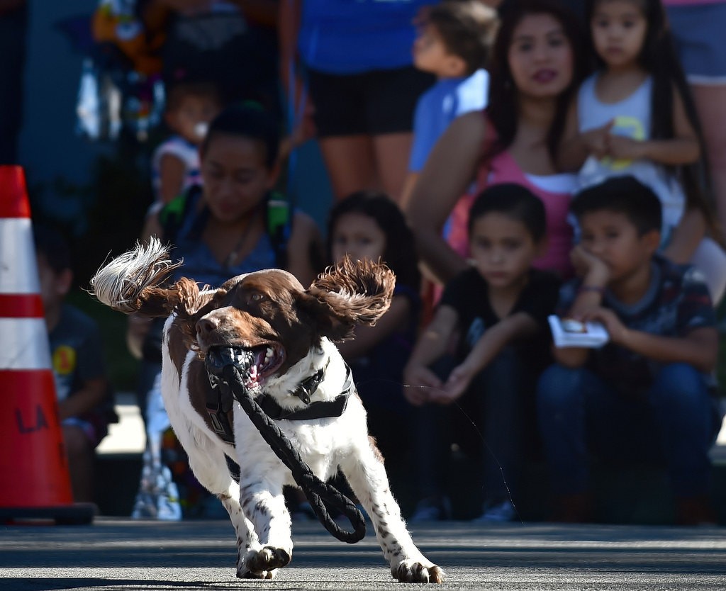 Bobby, a 4-year-old English Springer Spaniel drug dog with the La Habra PD runs with his reward toy after finding the hidden drugs during a demonstration for La Habra PD’s open house. Photo by Steven Georges/Behind the Badge OC