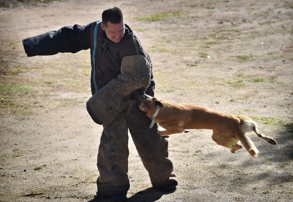 Tustin PD Officer Chuck Mitchell runs Calypso through a series of test as the Tustin PD works to select a new Police K-9. Photo by Steven Georges/Behind the Badge OC