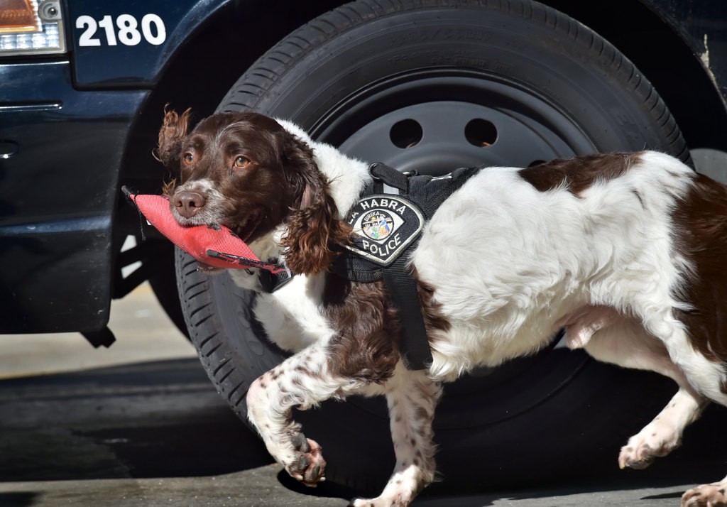 Bobby, a drug sniffing dog with the La Habra PD, receives his chew toy as a reward after finding a small amount of hidden drugs during a training test. Photo by Steven Georges/Behind the Badge OC