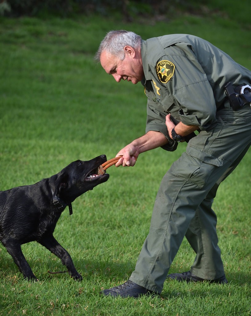 OCSD Reserve Capt. Chuck Williams rewards Cinder with a chew toy after locating the target with her nose during a training exercise. Photo by Steven Georges/Behind the Badge OC