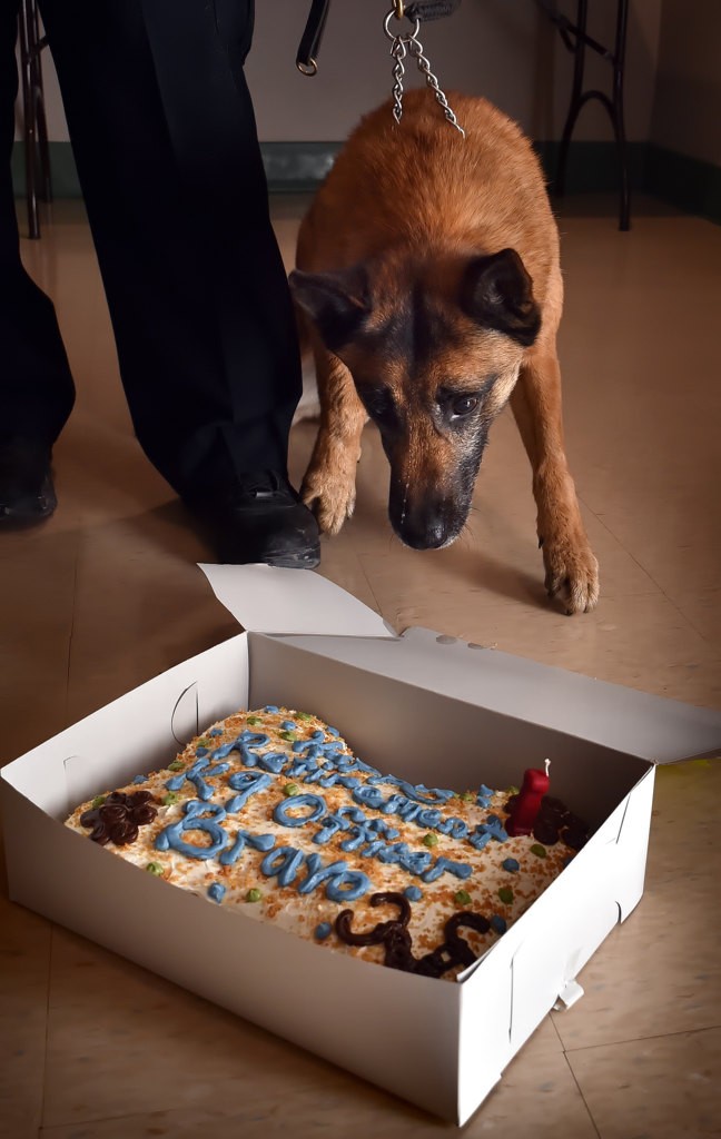 Retiring Tustin PD K-9 Officer Bravo is shown his cake, special made for dogs, at Tustin’s city council meeting. Photo by Steven Georges/Behind the Badge OC