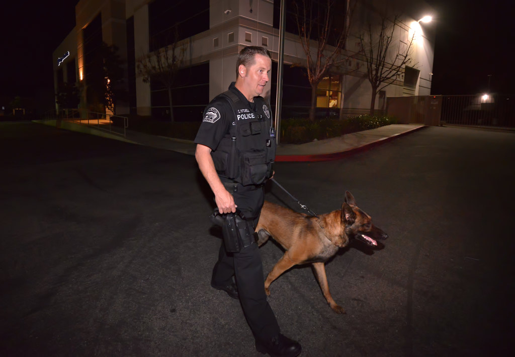Kingsley, Tustin PD’s new K-9, and Officer Chuck Mitchell perform a routine search around the premises of a a business in Tustin during Kingsley’s first day on the job. Photo by Steven Georges/Behind the Badge OC