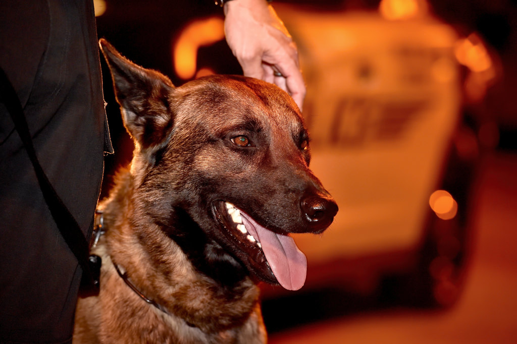 Tustin PD’s new K-9, Kingsley, gets ready to go out for his first patrol. Photo by Steven Georges/Behind the Badge OC