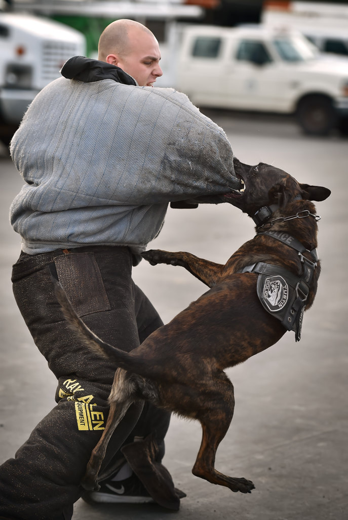 Tricity K9 training fosters learning among law enforcement agencies