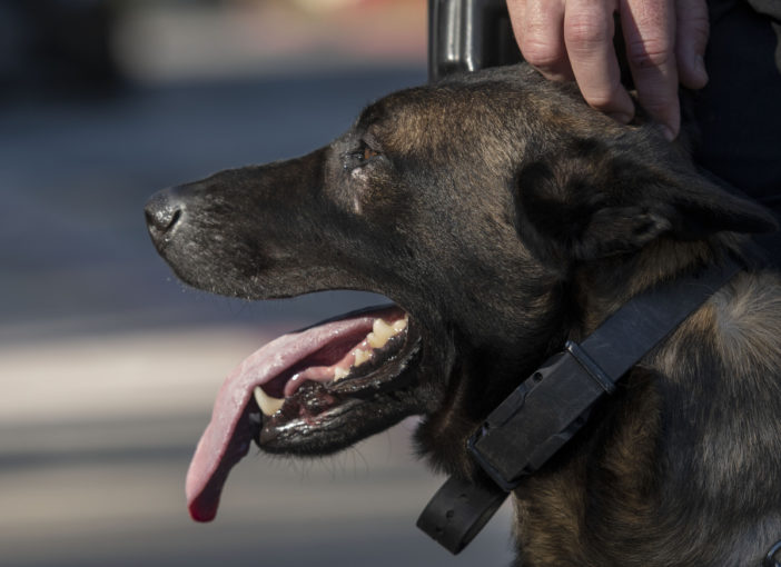 Meet Santa Ana Police Department’s newest K9 combo - Behind the Badge