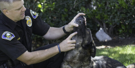 Best of BTB: Hero K9 Bruno’s handler starts training new partner