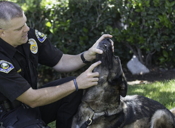 Best of BTB: Hero K9 Bruno’s handler starts training new partner